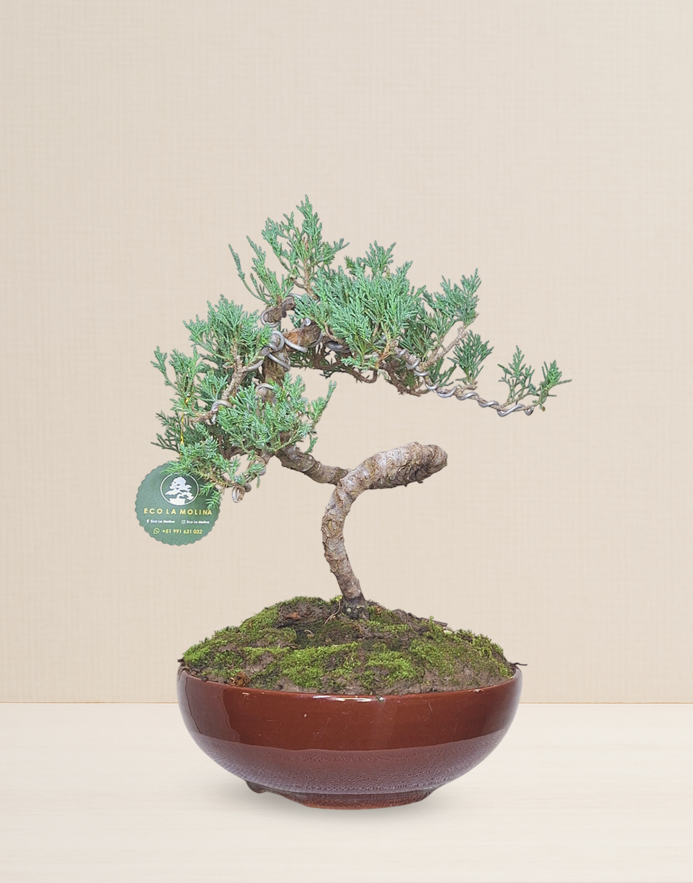 BONSAI CIPRÉS 9 AÑOS