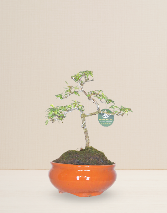 BONSAI PYRACANTHA VARIEGATA 9 AÑOS