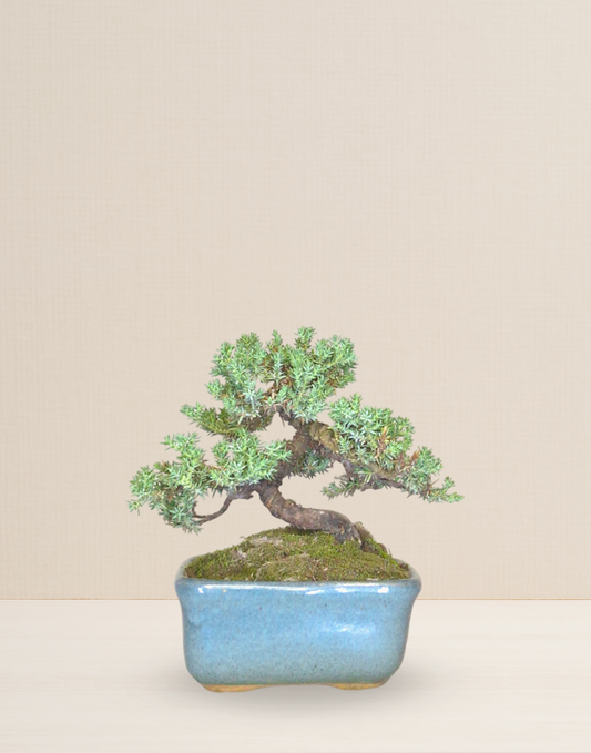 BONSAI UMAMI CIPRÉS 7 AÑOS - COLECCIÓN