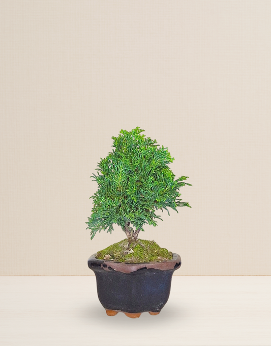 BONSAI UMAMI TUJA VERDE 5 AÑOS