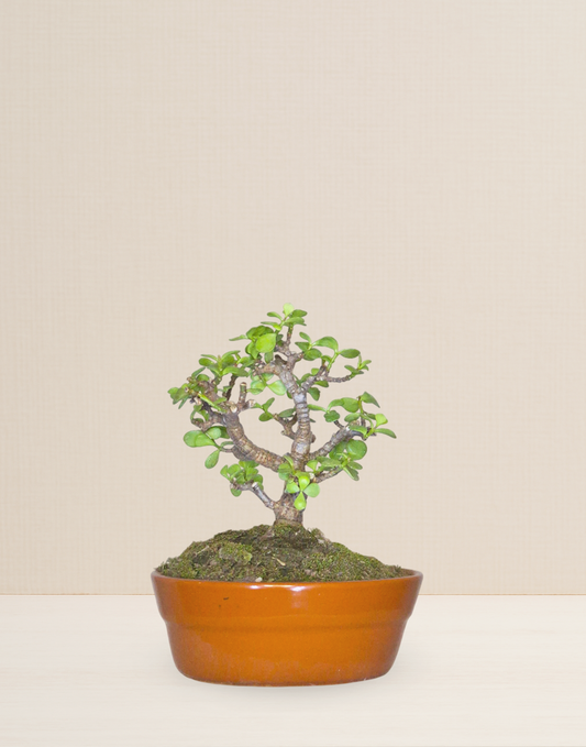 BONSAI JADE 6 AÑOS