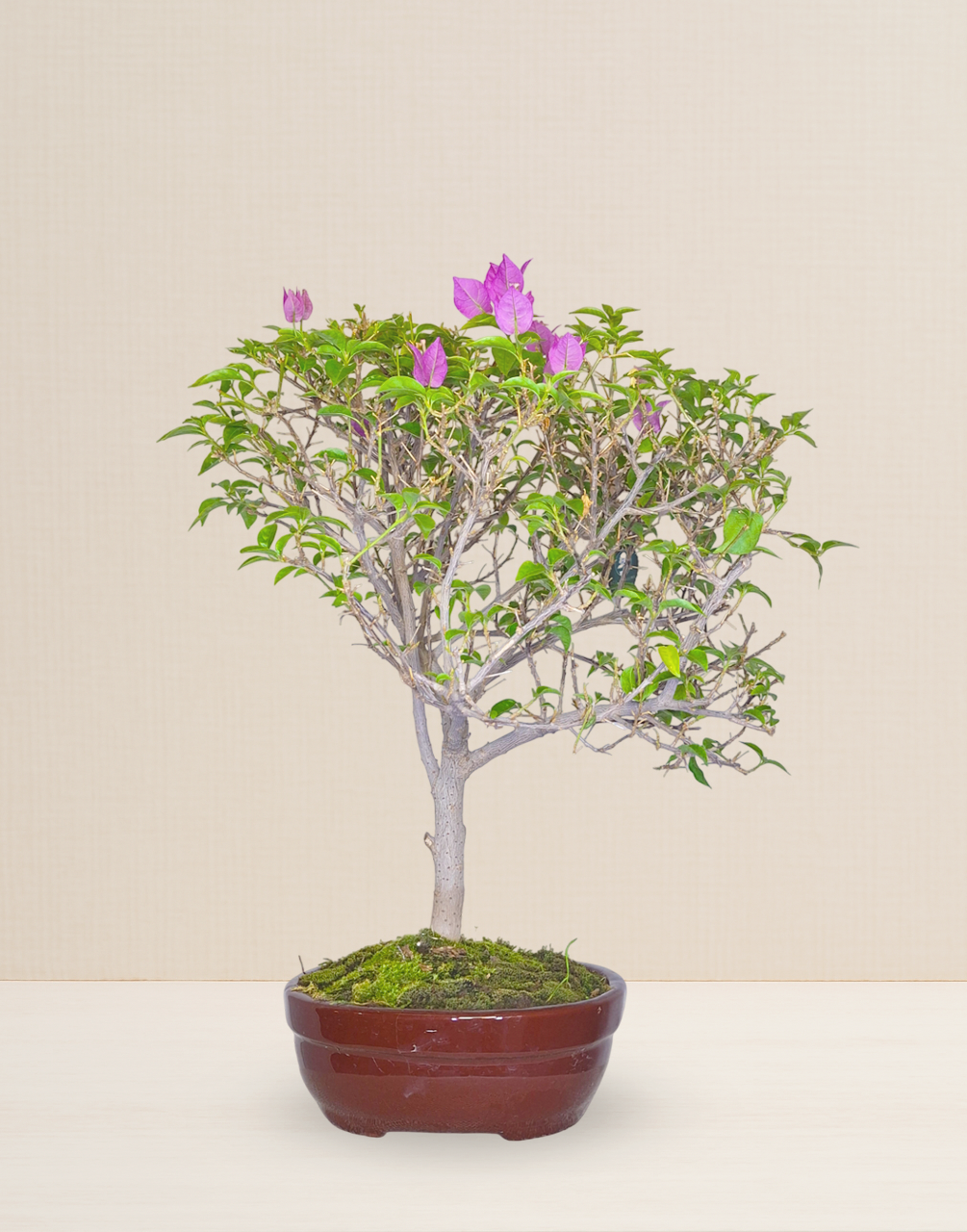 BONSAI BUGAMBILIA FUCSIA 13 AÑOS