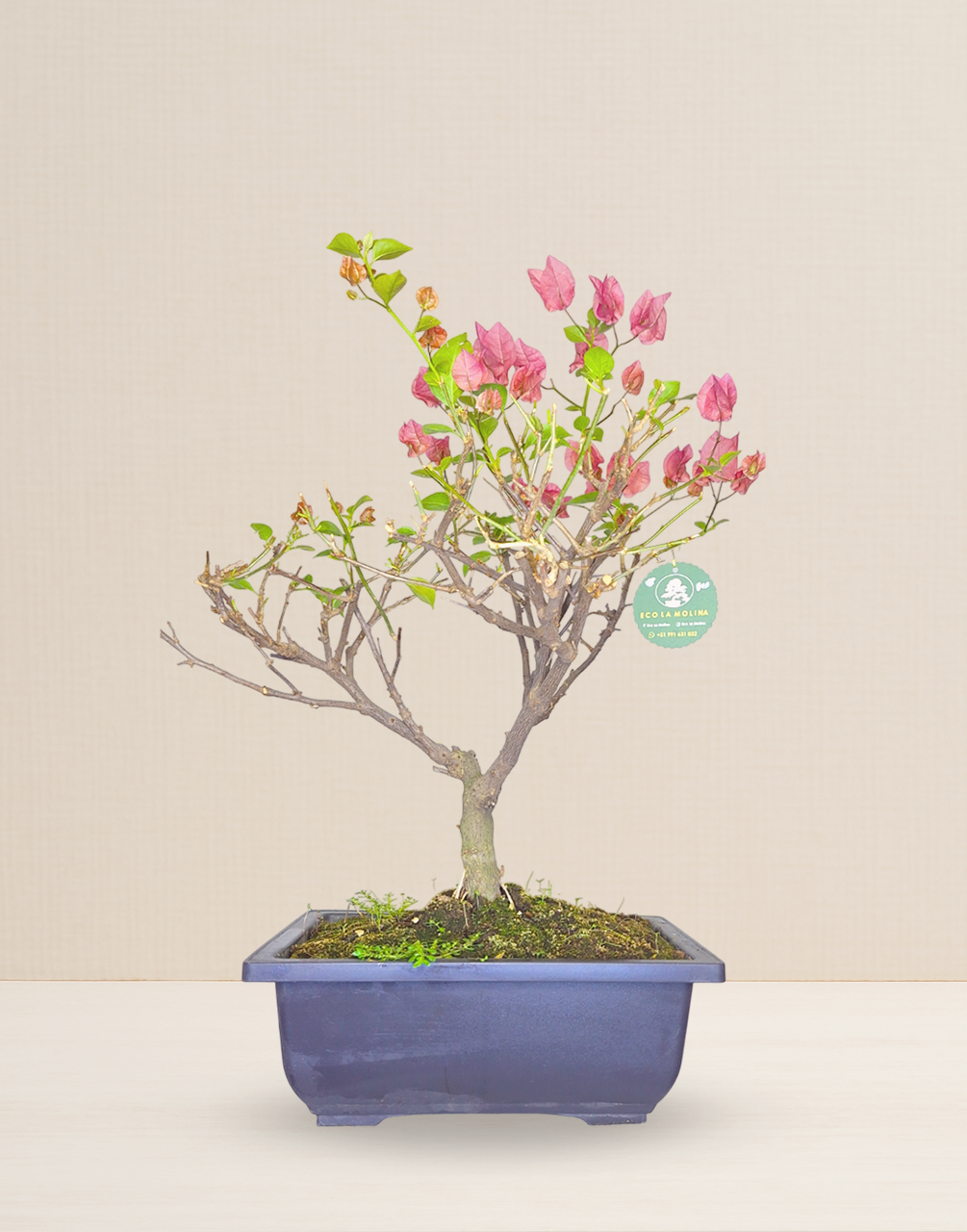 BONSAI BUGAMBILIA DOS COLORES 14 AÑOS