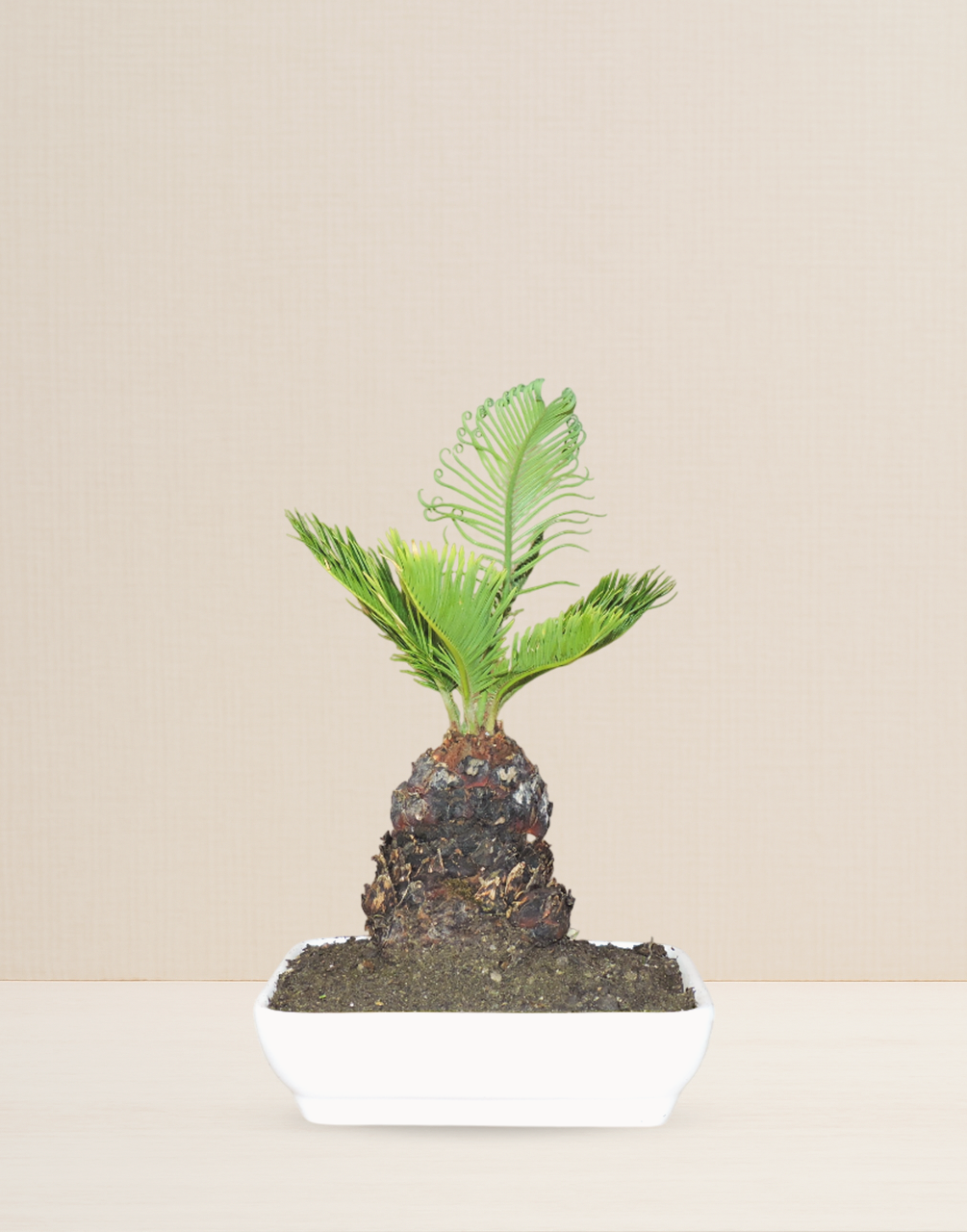 BONSAI CIKA 12 AÑOS
