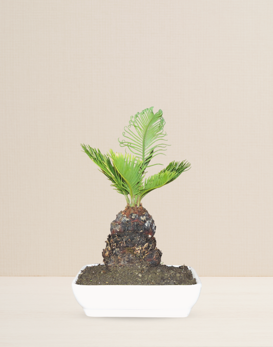 BONSAI CIKA 12 AÑOS
