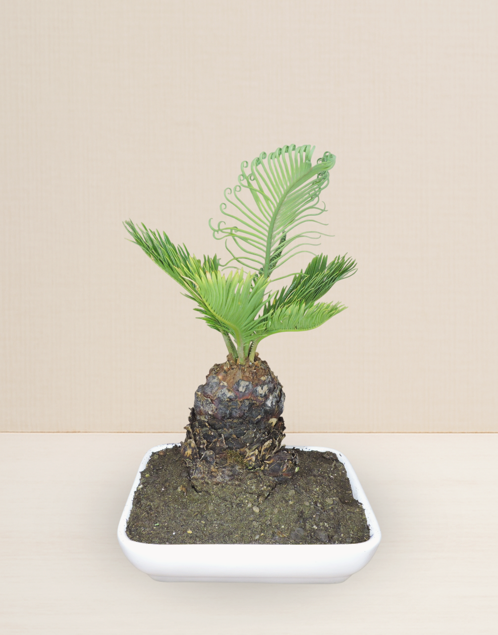 BONSAI CIKA 12 AÑOS