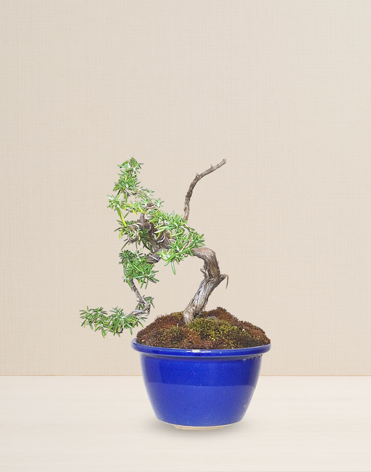 BONSAI ROMERO 9 AÑOS