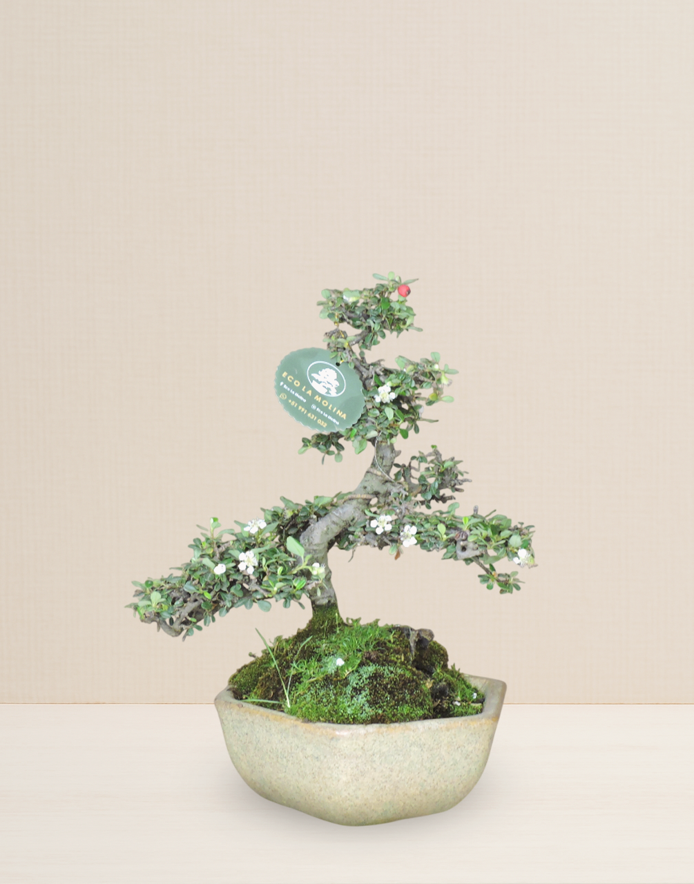 BONSAI COTONEASTER 12 AÑOS