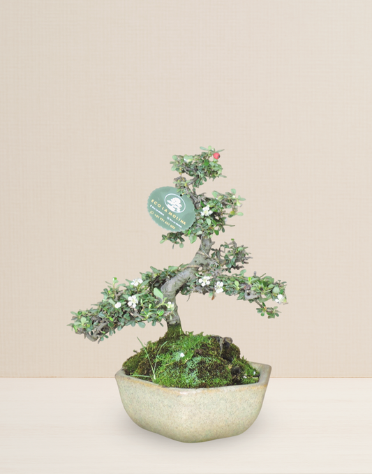 BONSAI COTONEASTER 12 AÑOS