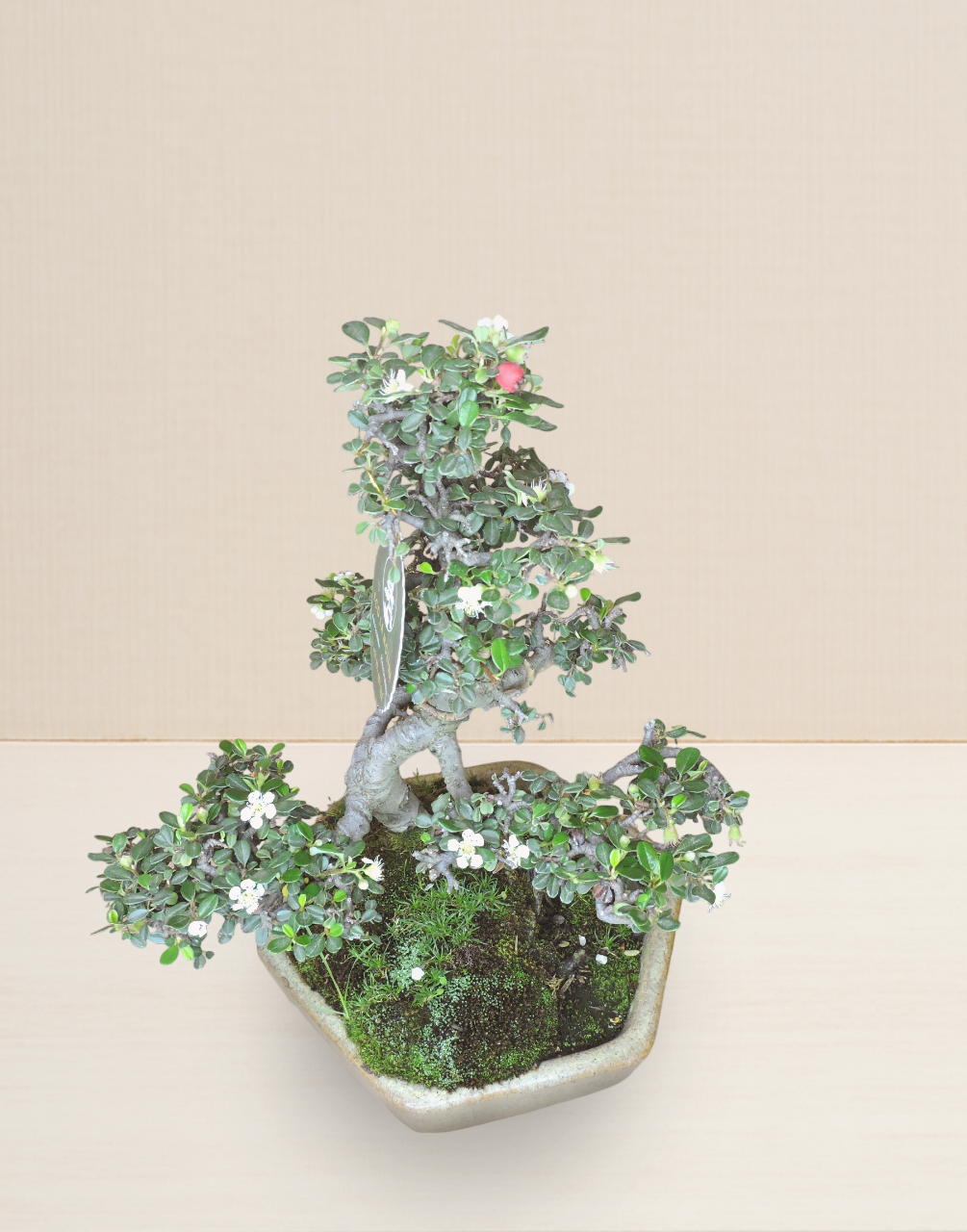 BONSAI COTONEASTER 12 AÑOS