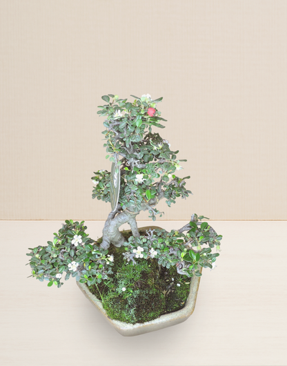 BONSAI COTONEASTER 12 AÑOS