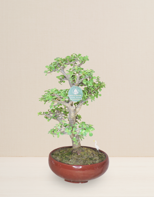 BONSAI JADE 15 AÑOS