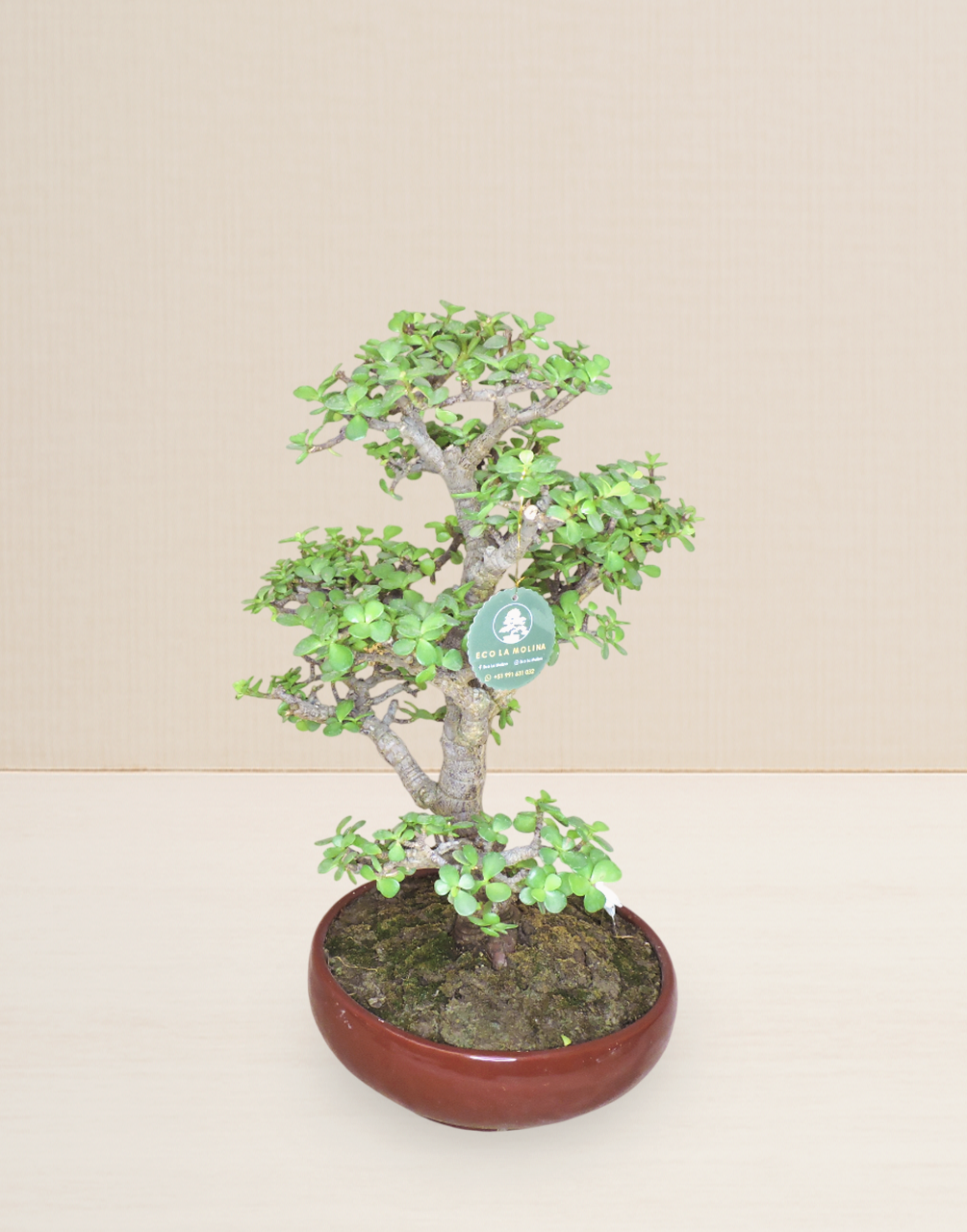 BONSAI JADE 15 AÑOS
