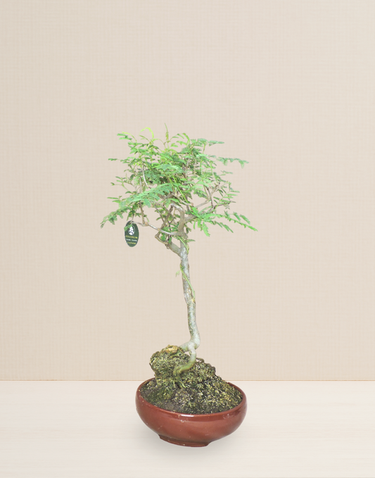 BONSAI HUARANGO SERRANO 12 AÑOS