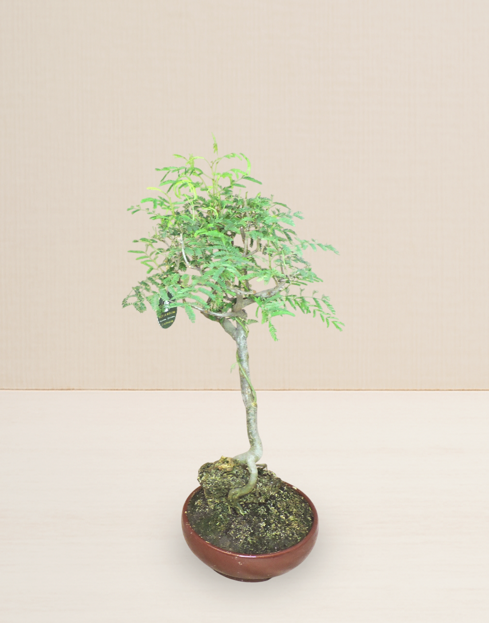 BONSAI HUARANGO SERRANO 12 AÑOS