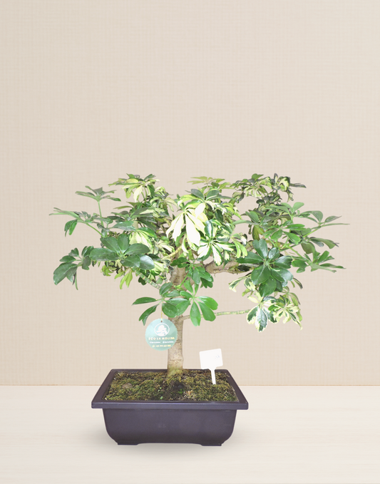 BONSAI CHIFLERA VARIEGATA 10 AÑOS