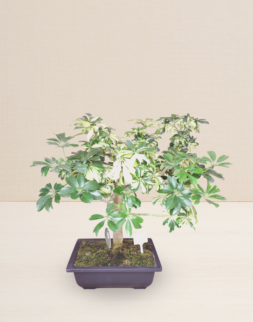 BONSAI CHIFLERA VARIEGATA 10 AÑOS