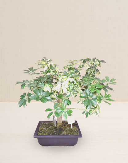 BONSAI CHIFLERA VARIEGATA 10 AÑOS