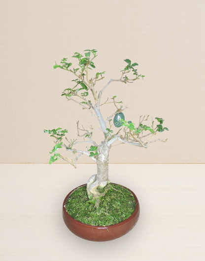 BONSAI MOLLE HAWAIANO 17 AÑOS