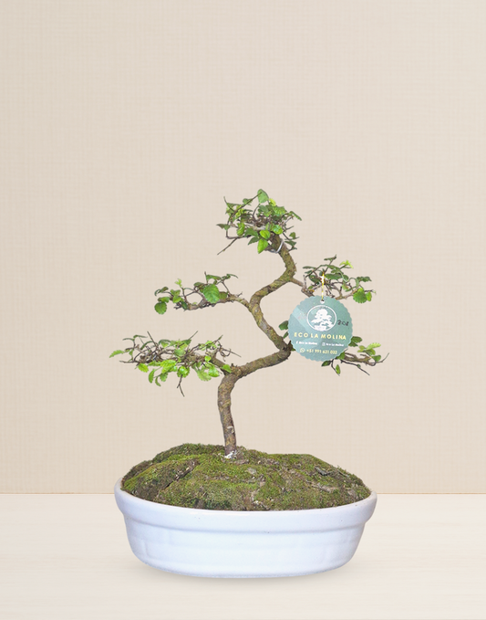 BONSAI OLMO CHINO 10 AÑOS