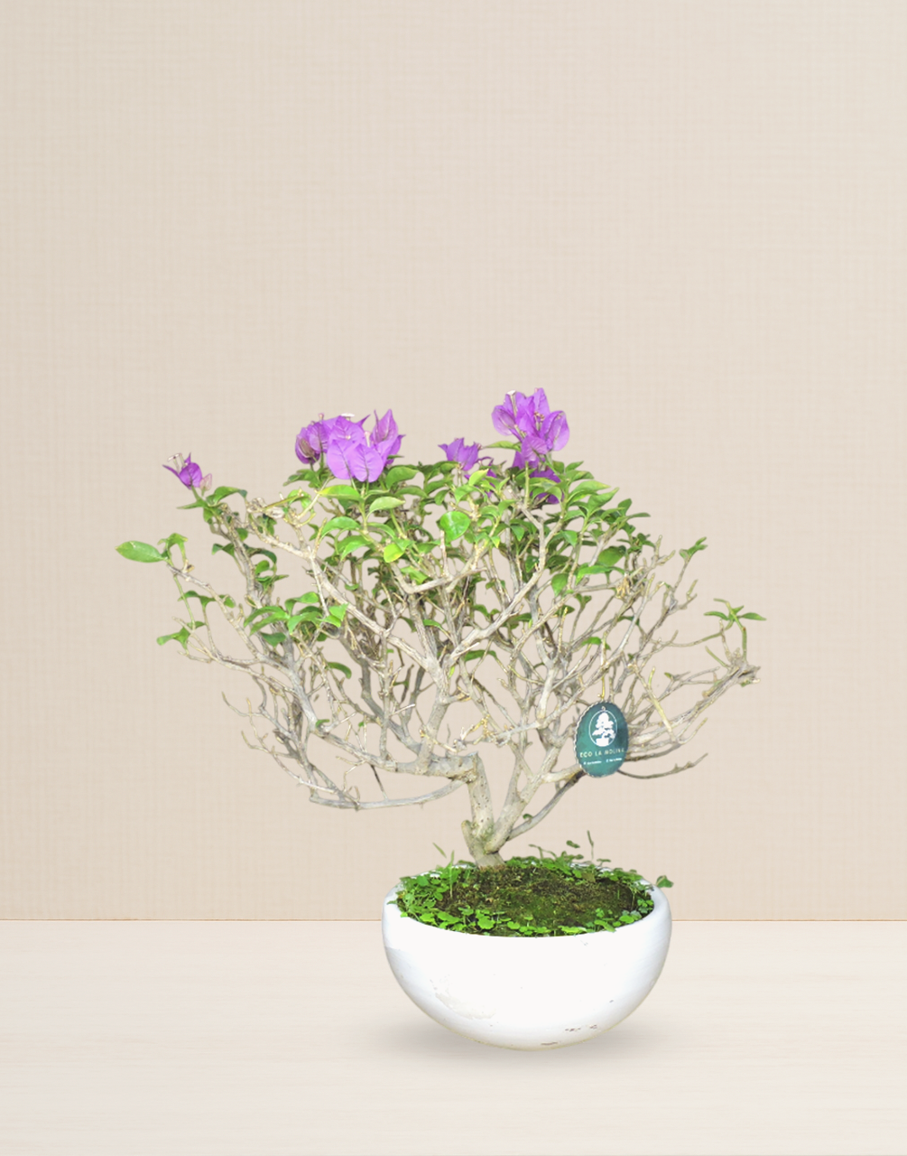 BONSAI BUGAMBILIA FUCSIA 13 AÑOS