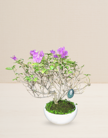 BONSAI BUGAMBILIA FUCSIA 13 AÑOS