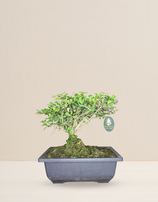 BONSAI MAKO 11 AÑOS