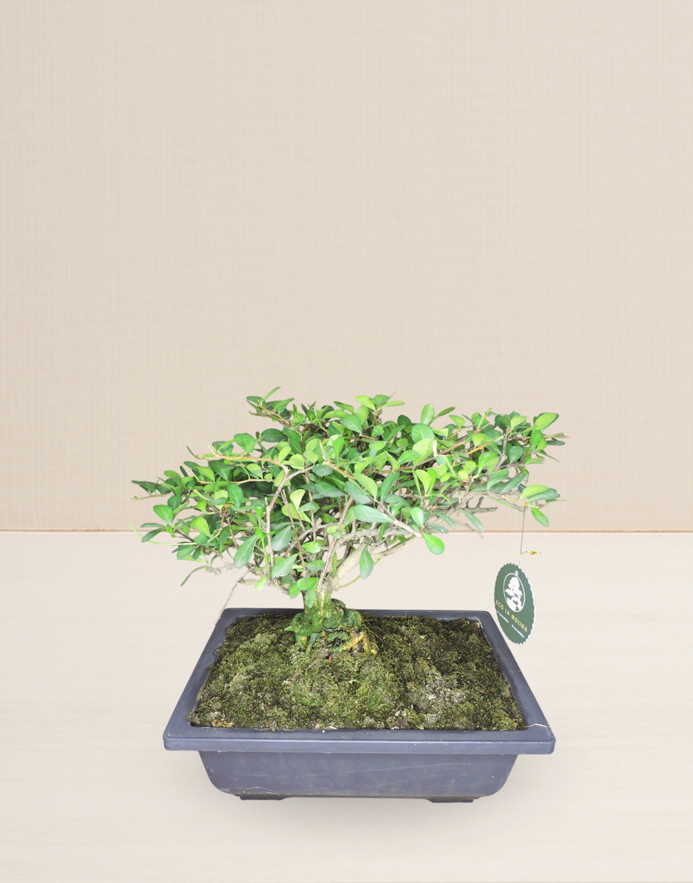 BONSAI MAKO 11 AÑOS