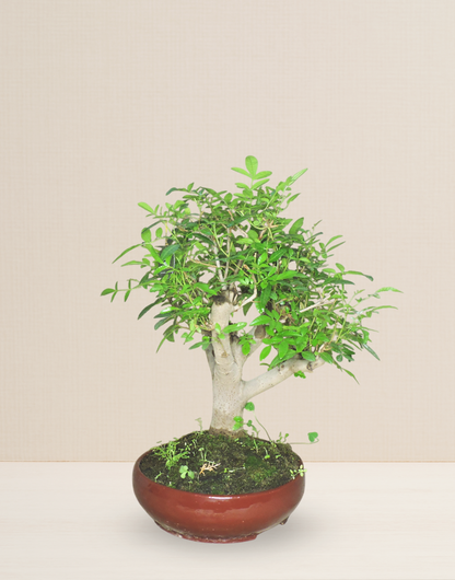 BONSAI MOLLE HAWAIANO COLECCIÓN 24 AÑOS