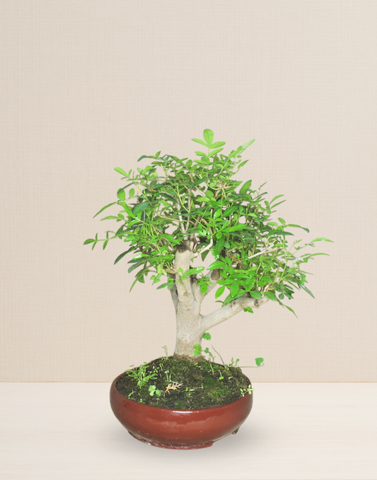 BONSAI MOLLE HAWAIANO COLECCIÓN 24 AÑOS