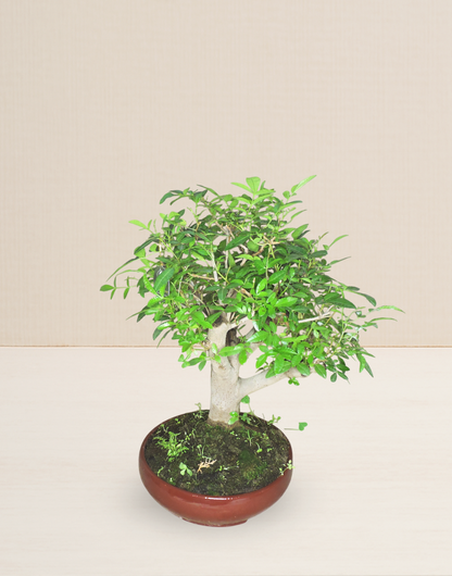 BONSAI MOLLE HAWAIANO COLECCIÓN 24 AÑOS