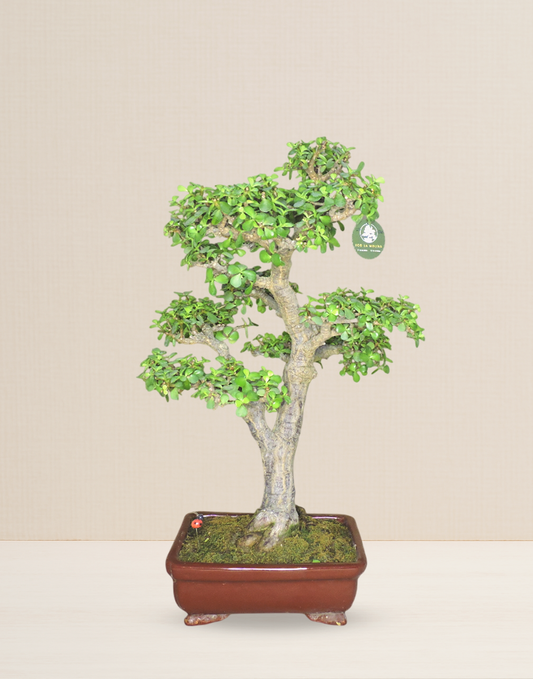 BONSAI JADE COLECCIÓN 21 AÑOS