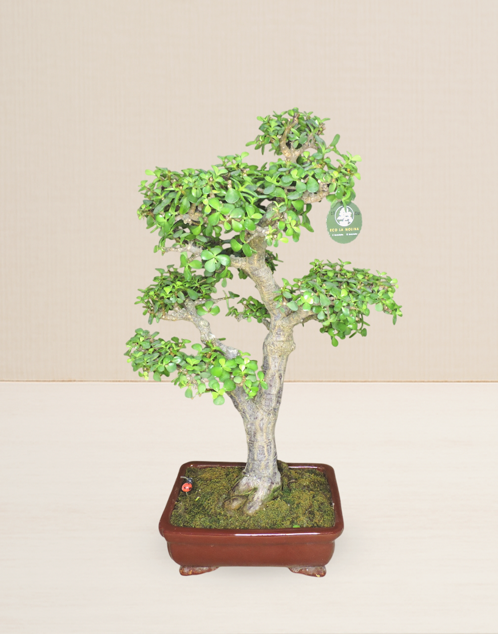 BONSAI JADE COLECCIÓN 21 AÑOS