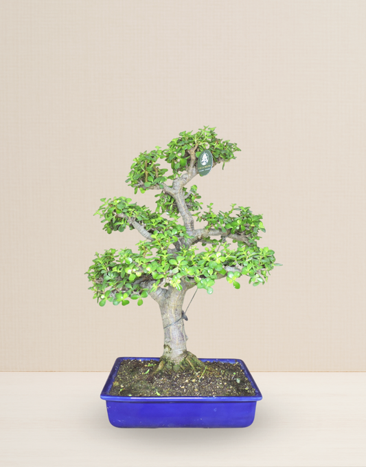 BONSAI JADE COLECCIÓN 23 AÑOS
