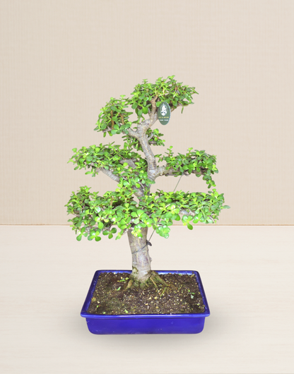 BONSAI JADE COLECCIÓN 23 AÑOS