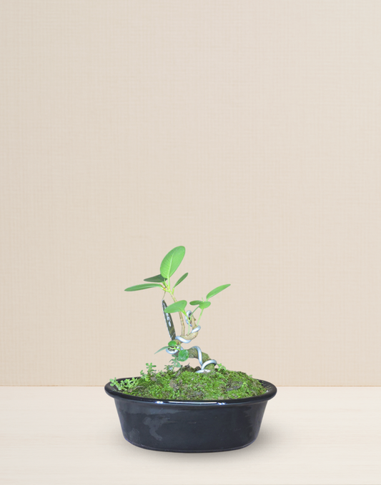 BONSAI FICUS PANDA 7 AÑOS