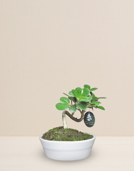 BONSAI FICUS PANDA 7 AÑOS