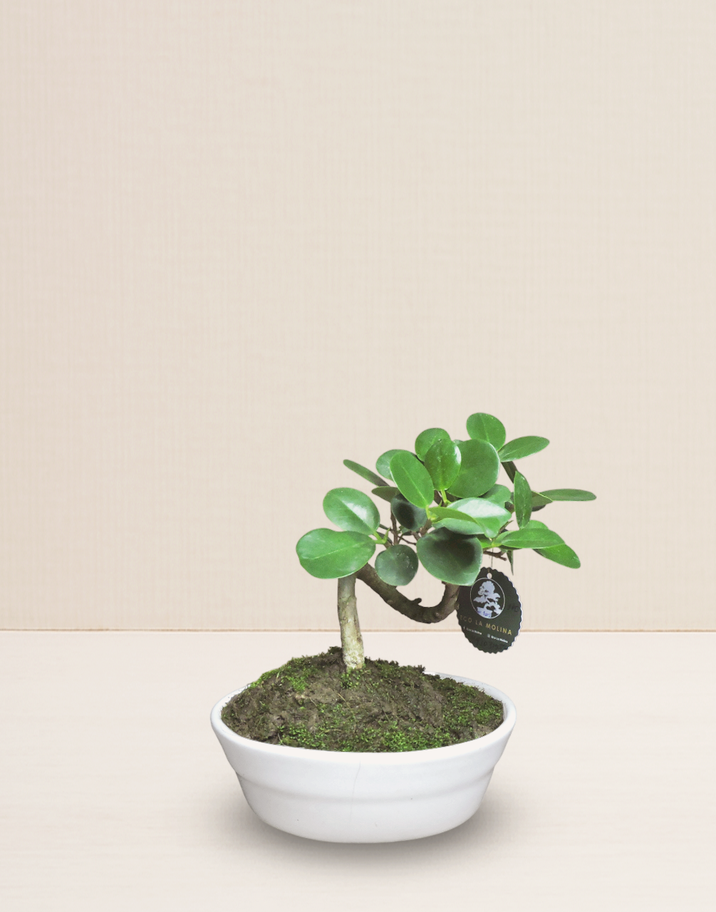 BONSAI FICUS PANDA 7 AÑOS