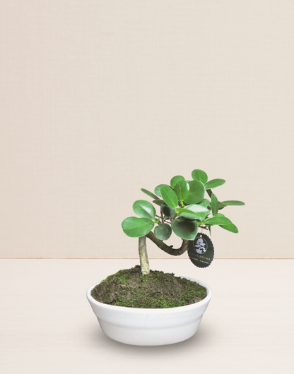 BONSAI FICUS PANDA 7 AÑOS