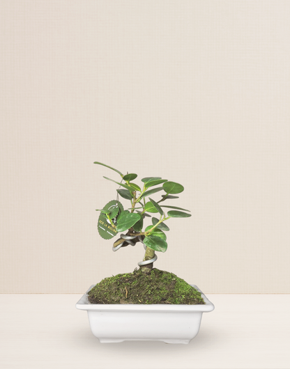 BONSAI FICUS PANDA 7 AÑOS