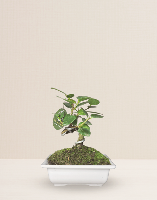 BONSAI FICUS PANDA 7 AÑOS