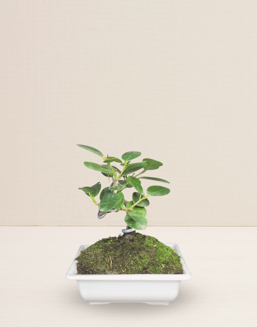 BONSAI FICUS PANDA 7 AÑOS