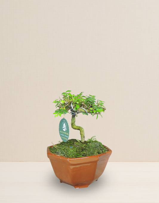 BONSAI OLMO CHINO 8 AÑOS