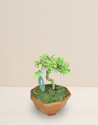 BONSAI OLMO CHINO 8 AÑOS