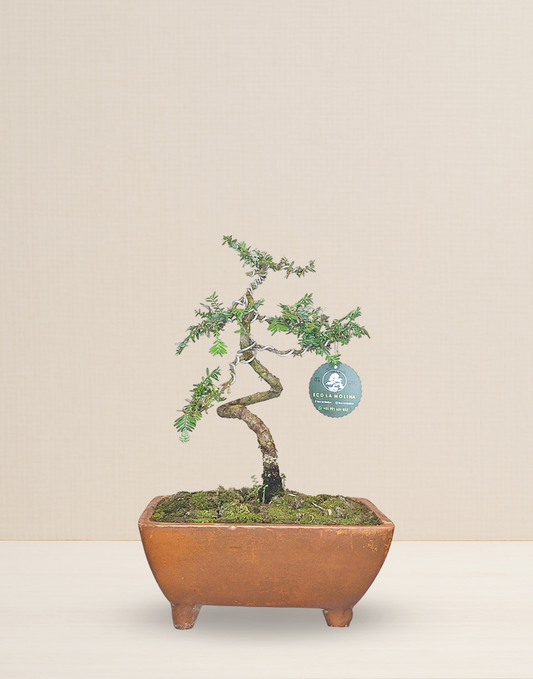 BONSAI JUNIPERUS 9 AÑOS