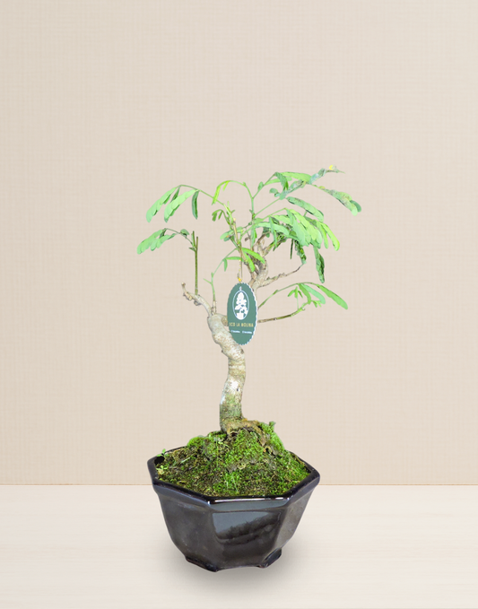 BONSAI ACACIA PONCIANA 9 AÑOS
