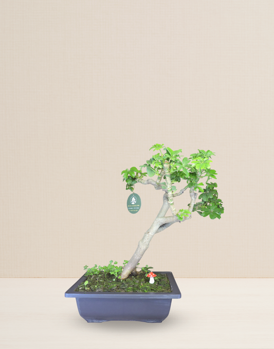 BONSAI CHIFLERA 10 AÑOS