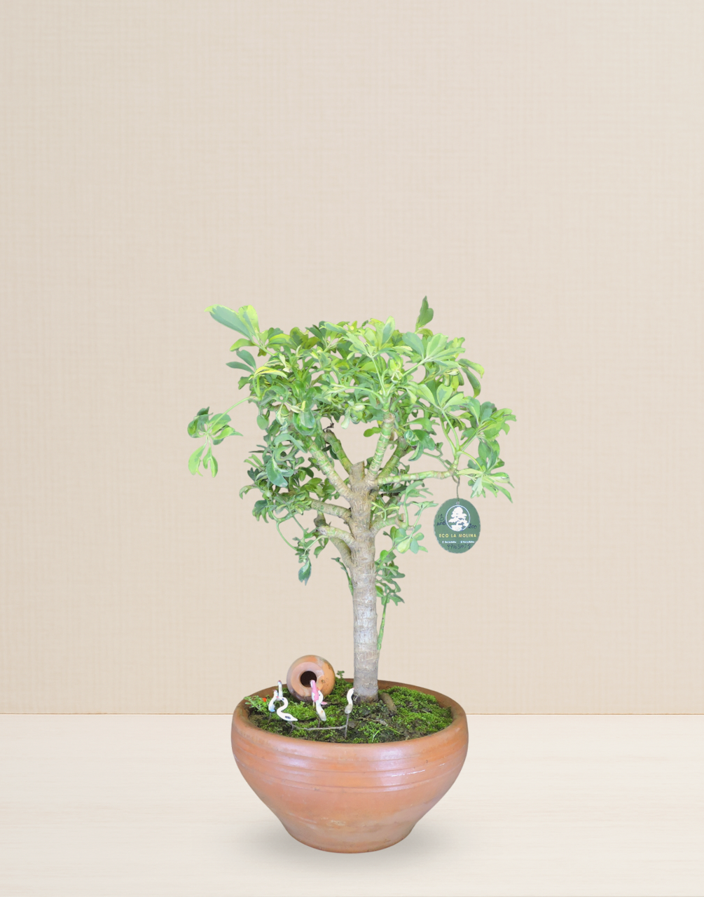 BONSAI CHIFLERA VARIEGATA 13 AÑOS
