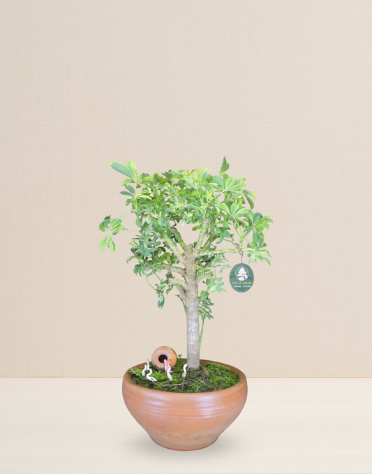 BONSAI CHIFLERA VARIEGATA 13 AÑOS