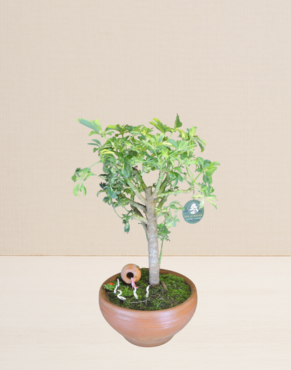 BONSAI CHIFLERA VARIEGATA 13 AÑOS
